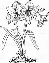 Amaryllis Flower Drawing Line Sketch Vector Plant Dessin Clipart Illustration Bulb Illustrations Clip Drawings Tattoo Ink Stock Style Pencil Istockphoto sketch template