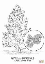 Printable Alaska Coloring Pages State Tree Flower Source sketch template