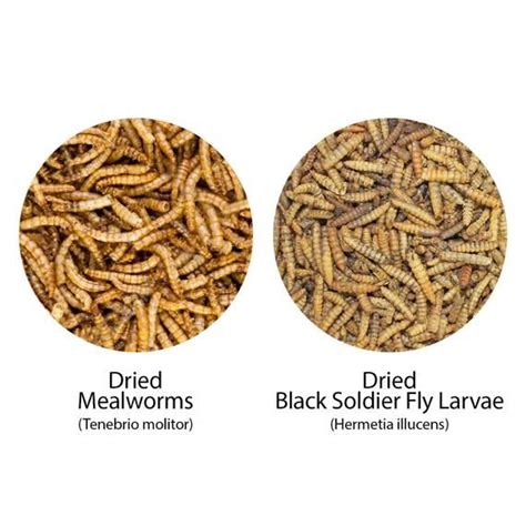 black soldier fly larvae eat coremymages