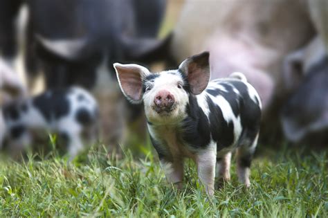 choose pig breeds   farm