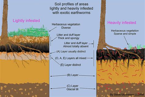 soil layers great lakes worm  umn duluth