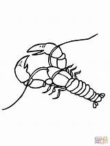 Crawfish Crayfish Coloring Drawing Pages Clip Clipart Crawdad Boil Printable Shirts Vinyl Library Getdrawings Clipartbest Template Super Getcolorings Fun School sketch template
