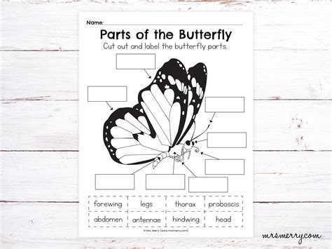 butterfly symmetry pattern worksheet teacher  twinkl worksheets library