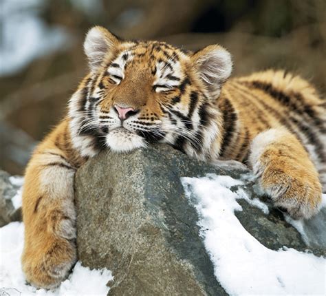 jahr des tigers elegante raubkatzen  schoenbrunn tierzeitat