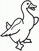 Goose Coloring Printable Animal Clipart Pages Duck Drawing Print Color Baby Bird Pic Library Clipartmag Book Birds Getdrawings Popular Comments sketch template