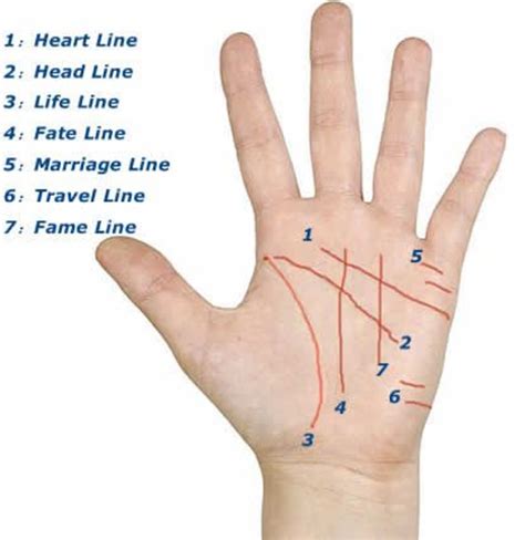 read palms  basic guide  palm reading hubpages
