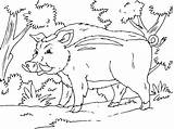 Boar Foret Toupty Coloriages sketch template