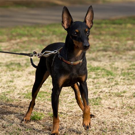 toy manchester terrier manchester terrier english toy terrier