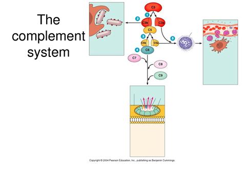 solution  complement system studypool