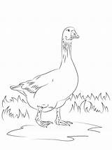 Angsa Goose Sketsa Kolase Gans Mewarnai Oie Marimewarnai Supercoloring Emder Oies Emden Menggambar Kumpulan Paud Sd sketch template