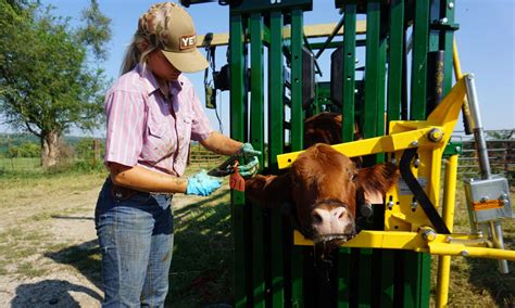 cattle squeeze chute  importance  innovation