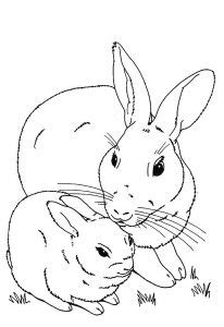 rabbits bunnies  printable coloring pages  kids