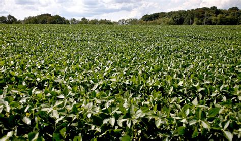 soybean farmers   trumps trade war