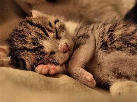 sleeping kitty cat baby cats cute animal pictures cats