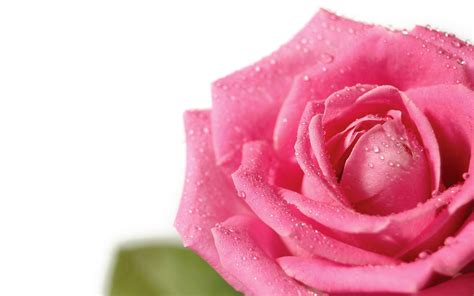 pink rose white backgrounds wallpaper cave