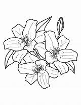 Lily Coloring Pages Stargazer Color Template Magnificent Loud Getdrawings Flower Printable Museprintables Getcolorings Pdf Col sketch template