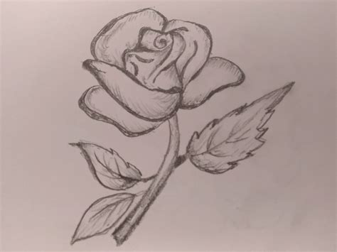 rose flower art  mlspcart  dribbble