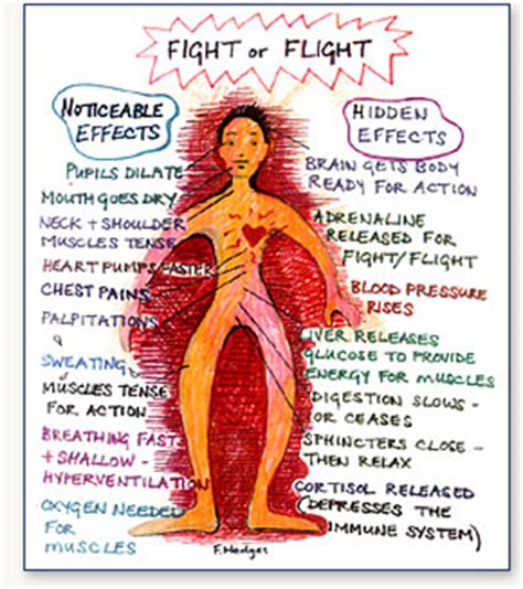 stress flight  fight psychotherapy santa cruz