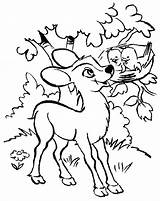 Colorat Ied Imagini Cerb Caprioara Fise Planse Desene Bambi sketch template