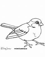 Bird Coloring Robin Pages Printable Print Colouring Drawing Getdrawings Getcolorings Color sketch template