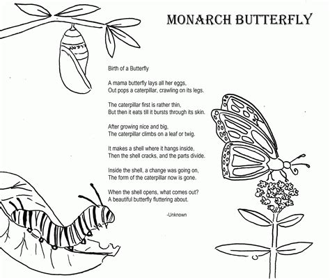 pics  monarch butterfly life cycle coloring page butterfly