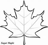 Leafs Maple Toronto Teachers Coloring Printable Logo Clipart sketch template