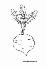 Beetroot Coloring Pages Print Kids Color sketch template