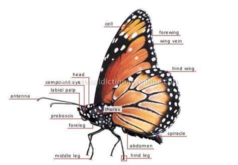 butterfly anatomy  wonderful world  nature pinterest