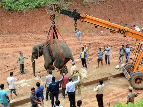 wild bull elephant lumbers  indias guwahati india gulf news