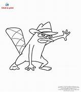 Coloring Perry Platypus Pages Phineas Ferb Comments sketch template