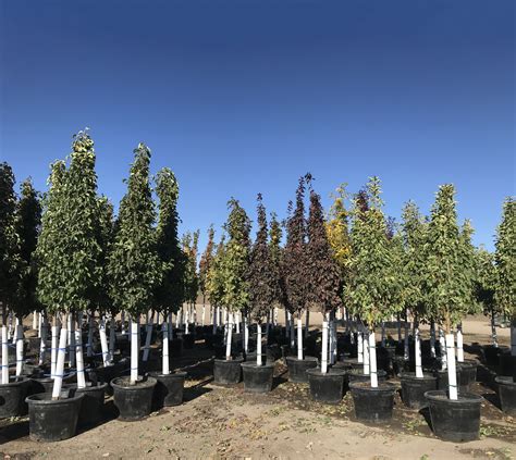 growing popularity  container trees newsleaf
