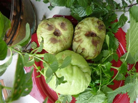 Unusual Fruits And Vegetables 46 Of The World S Weirdest