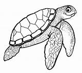 Turtle Sea Coloring Printable Pages Drawing Kids Cartoon Baby Color Print Realistic Turtles Cute Green Outline Drawings Hawaiian Leatherback Swimming sketch template
