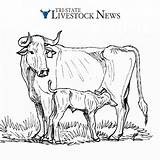 Cattle sketch template