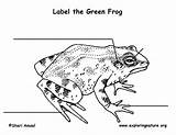 Frog Green Labeling Exploringnature sketch template