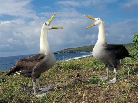 waved albatross aka galapagos wallpaper  hd