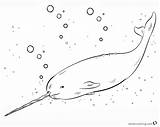 Narwhal Coloring Pages Realistic Sketch Printable Kids sketch template