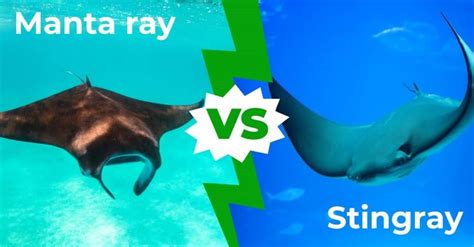 manta ray  stingray  key differences explained az animals