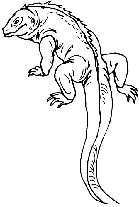 printable lizard coloring pages  kids animal place