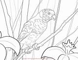 Coloring Lorikeet Pages Designlooter Print 1650 1275px 14kb Lory sketch template