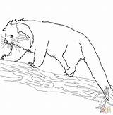 Binturong Coloring Pages Printable Drawing Bearcat Categories Supercoloring sketch template
