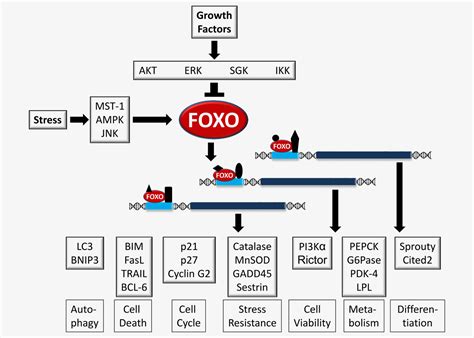 foxo transcription factors   interface  metabolism  cancer link