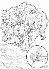 Coloring Tree Pages Elm American Trees Kids Printable Color Categories sketch template