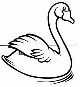 Cisnes Cisne sketch template