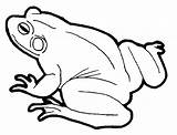 Broasca Colorat Rana Desene Rane Planse Sapo Amfibieni Broaste Animale Imagini Amphibians Desenhos Desenat Riscos Cheie Cuvinte sketch template