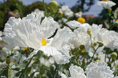 romneya coulteri california flora nursery