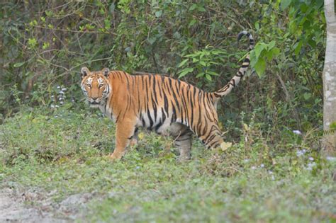 Assam Kaziranga National Park Organizes Quiz Contest For