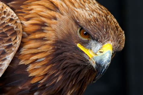 golden eagle portrait birds wildlife photography  martin eager runic design