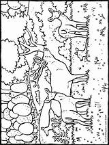 Ausmalbild Ausdrucken Hirsche Kinderbilder Waldtiere Malvorlage sketch template