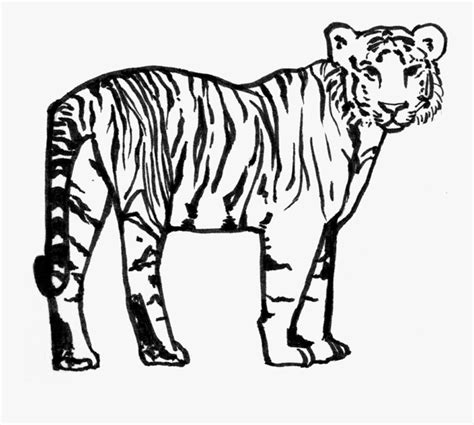 siberian tiger png  siberian tiger  transparent